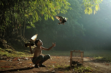 Friends - boy, friends, cage, birds