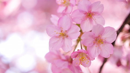 Pink Spring! - flowers, spring, nature, pink