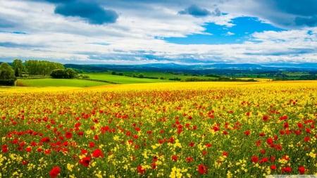 Spring field - poppies, May, landscape, scene, grass, April, spring, flowers, June, sky, clouds, hill, fields, HD, tulips, nature, mountains, wallpaper