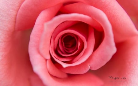 Garden glimpses VII. - wallpaper, rose, flowers, spring, abstract, hd, petals, photography, macro, nature, pink rose