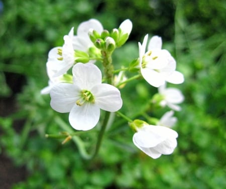 Spring - flowers, nature, photography, macro, spring, flower