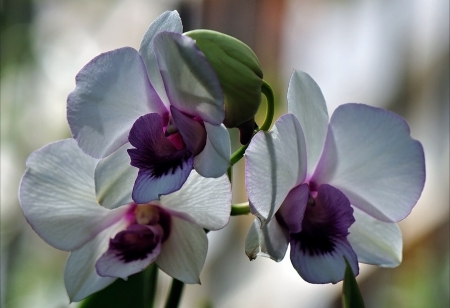 flower - flowers, white, purple, amazing