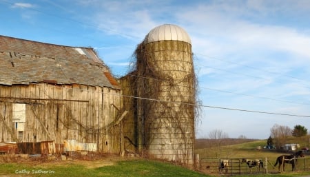 Evening on the Barn - twigs, spring, architecture, horse, silo, animal, nature, horses, old, barn, field, farm