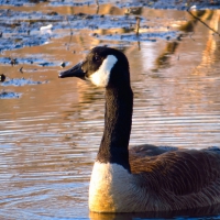 Sitting Pretty in a Muddy Swamp