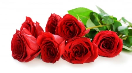 Roses - flowers, roses, nature, rose, red roses, with love, petals