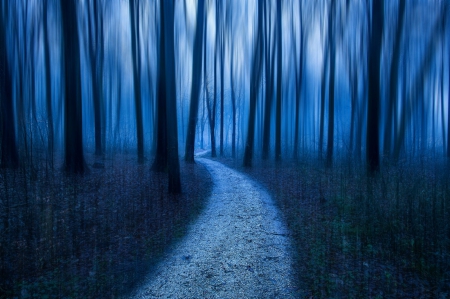 Into the Blue - wood, abstract, forest, blue