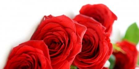 Roses - roses, rose, with love, petals, flowers, nature