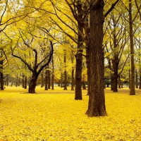 Autumn in Japan