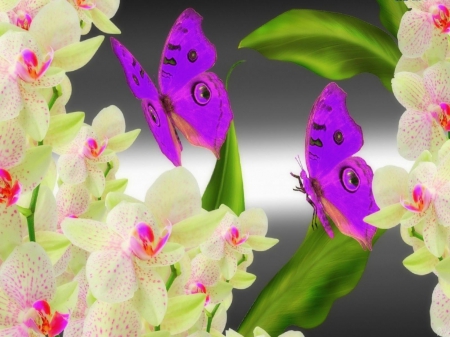 Yearn for the orchids - orchid, flower, delicate, butterfly