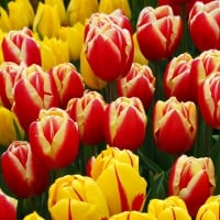 Tulips