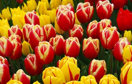 Tulips - flowers, tulips, yellow, red, yellow and red, flower