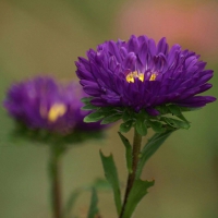 Purple Wild Flowers