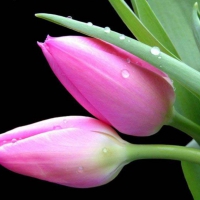 Lovely Pink Tulips