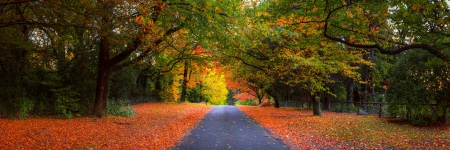 Autumn Burn - amber, road, beautiful, autumn leaves, yellow, trees, green