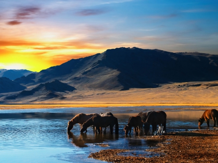 Amazing scene - nature, sunset, horse, river