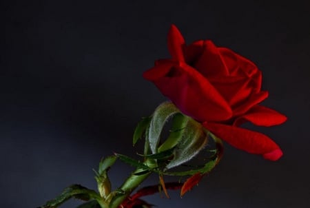 A rose for my love JESUS CHRIST - petal, anture, red, rose, flower