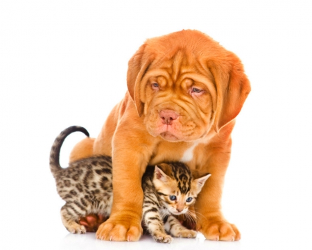 Cute dog and cat