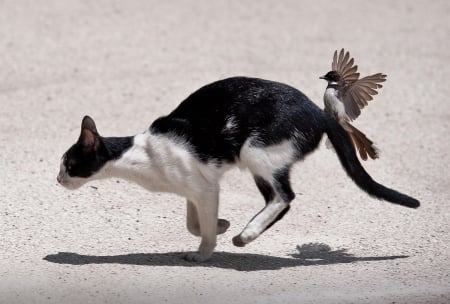 Angry Bird - tail, cat, running, funny, angry, chasing, bird