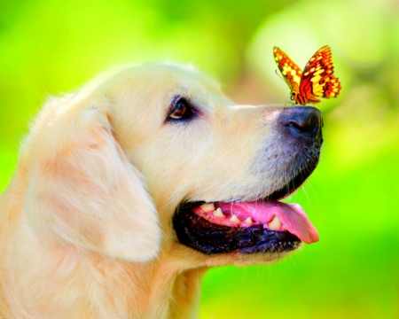 Cute dog - butterfly, cute, dog, animals