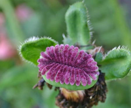 MUAH - flower, unusual, purple, green