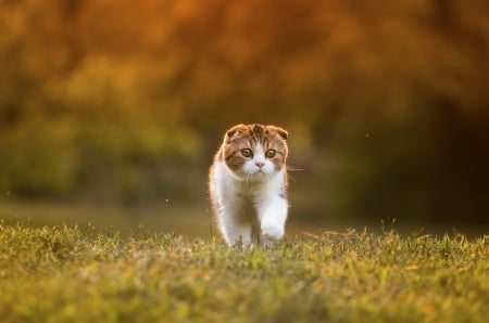 Cat - paws, face, pretty, cute, animals, beautiful, cat, sleeping, kitty, cats, kitten, hat, lovely, cat face