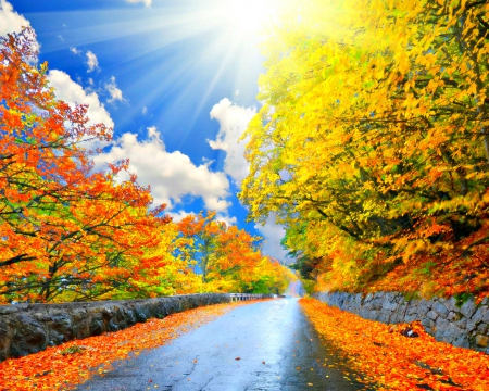 Lovely autumn - trees, nature, road, autumn