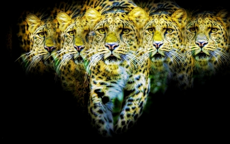 Leopard - leopard, wild, animals, abstract