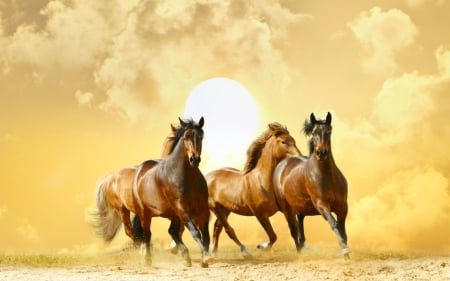 Horses - horses, sky, animals, wils