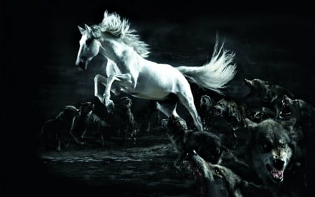 Horse - dark, horse, wild, animals