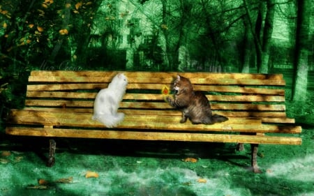 Cute cats - cute, bench, cats, anmals