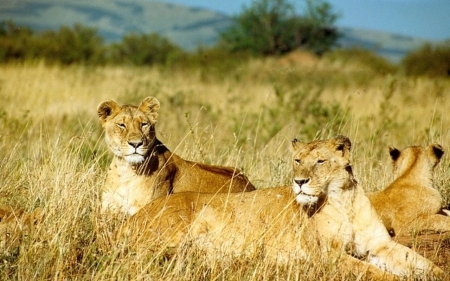 African Lions - lions, beasts, cats, wild