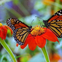 Butterflies on Asters