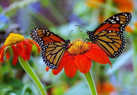 Butterflies on Asters - insects, butterflies, asters, pretty