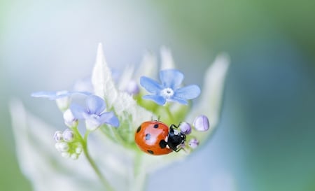 Spring - ladybug, nature, flower, spring