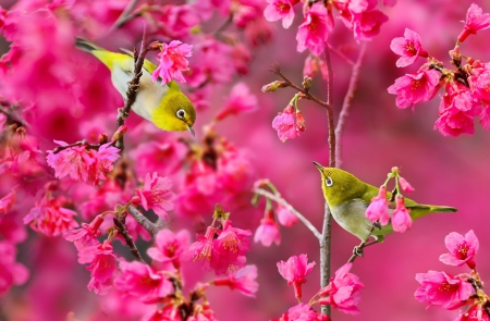 Spring Melody - melody, pink, spring, flower, birds