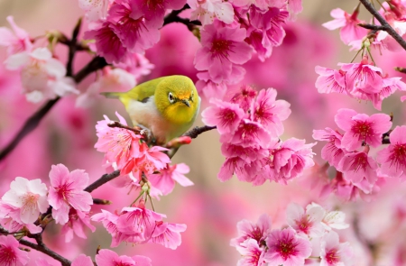 Spring is Here - bird, spring, birds, flower