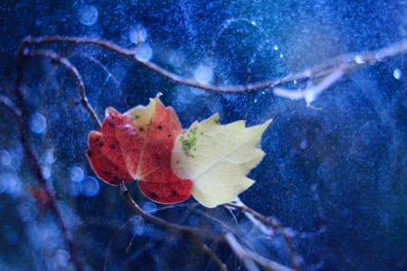 Last Colours - leaves, autumn, colours, blue