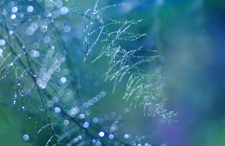 After the Rain - nature, blue, drops, rain