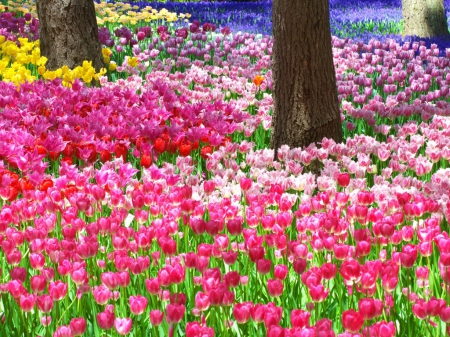 Tulips carpet