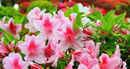 Spring flowers - freshness, park, lovely, spring, forest, beautiful, leaves, flowers, garden