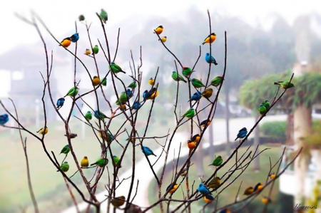 A beautiful group - spring birds, fog, mist, birds, colourful