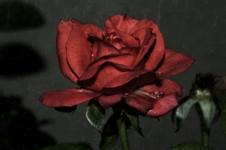 Red Rose - red, flower, roses, rose