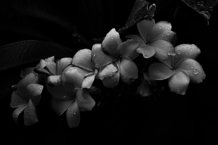 Soft Texture - white, flowers, plumeria, soft