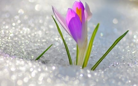 Crocus - white, crocus, pink, snow, winter, green, flower, spring