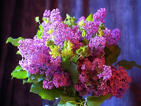 Beauty of lilacs - lilacs, purple, mauve, leaves, flowers