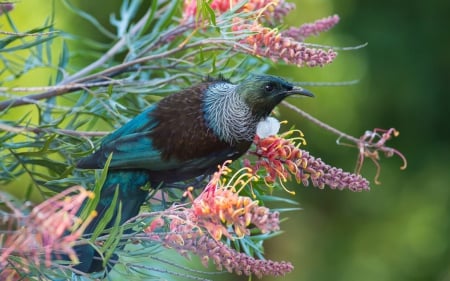 Tui - branch, black, bird, tui, pink, blue, feather, green, flower