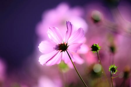 Pink âœ¿ - beautiful, pink flower, nature, macro