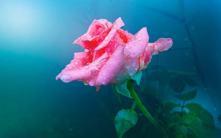 Pink rose - pink, water drops, blue, green, rose, dew, flower