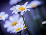 Daisies