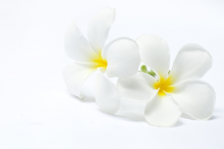 Plumerias - macro, white, flower, plumerias